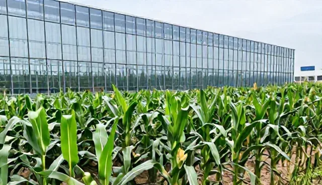 种植技术中农产品品质如何提升？
