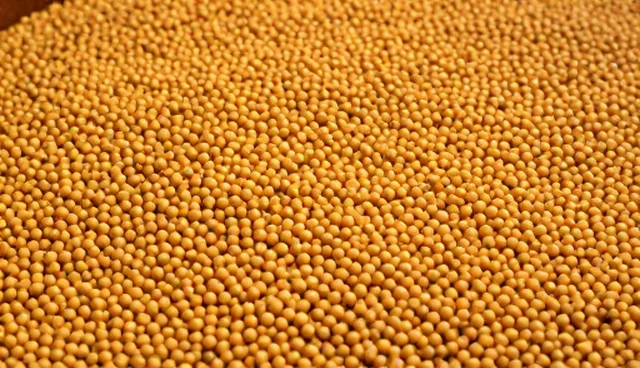 高油大豆种植：土壤条件对产量的影响分析