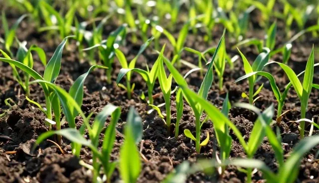 玉米种苗在规模化种植中的实际应用难题